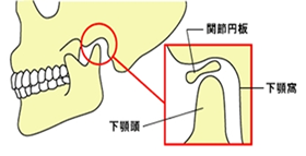 顎間接の構造